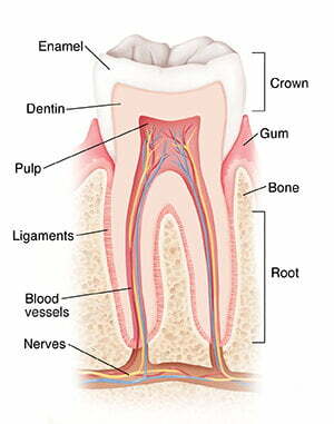 Cross section of a tooth, showing the nerve system, pulp, dentin, and enamel.